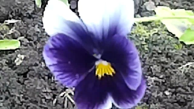 Клумба 2015 Нижний Новгород смотреть онлайн