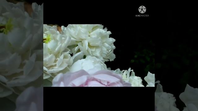 пионы Соланж ( мои работы Мурзилкина Ольга) смотреть онлайн