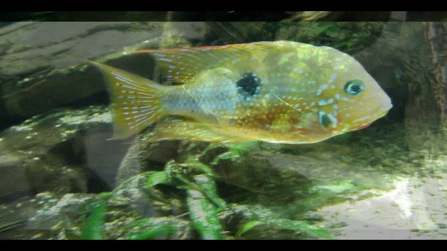 Рыбы смотреть онлайн