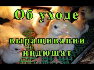 УХОД ЗА ИНДЮШАТАМИ ТЯЖЕЛОГО КРОССА. Содержание и кормления индюшат. Купить индюшат.