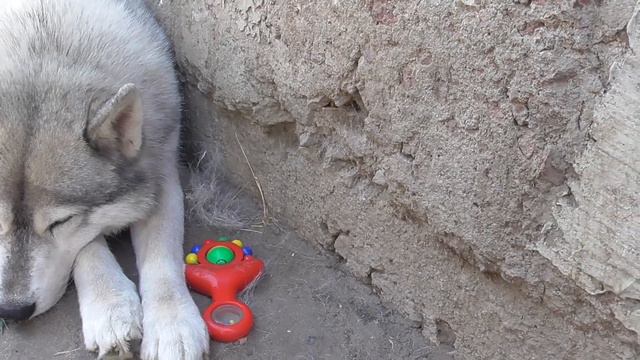 #huskiesterra, #husky, #хаски Приехали за Арчиком в питомник DELOKIS TERRA смотреть онлайн
