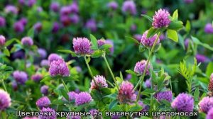 Медоносные травы Сибири и Средней полосы: список, описание