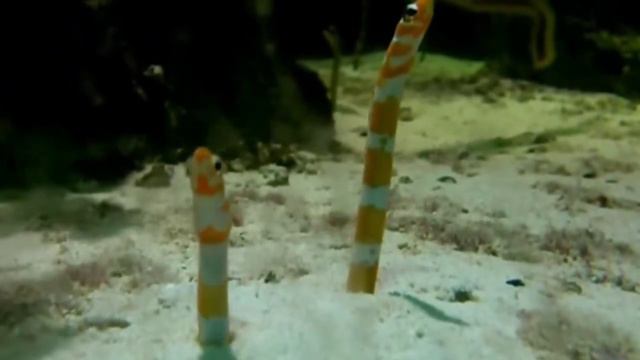 рыбы которые прячутся в укрытия (рыбы-социофобы)