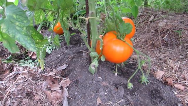 Томаты сорт Хурма удивительный, урожайный и вкусный! смотреть онлайн