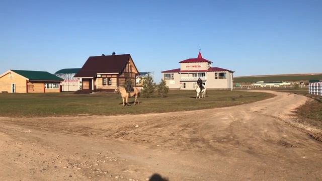 Владимир Ждамиров на Алтае, конный двор в Белокурихе. смотреть онлайн