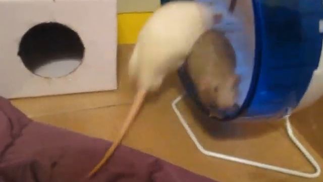 Крысы и колесо