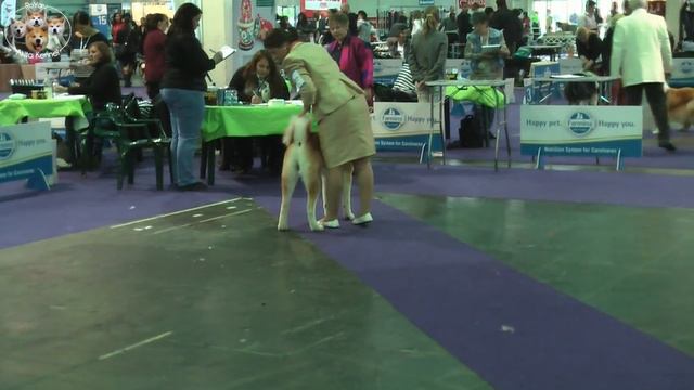 Budapest Grand Prix CACIB II смотреть онлайн