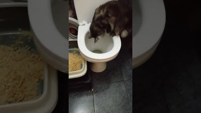 Как приучить кошку к унитазу смотреть онлайн