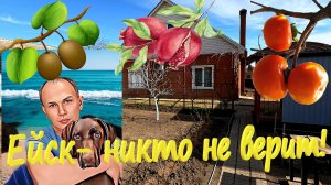 Ейск. Никто не верит.  Как вырастить киви, гранат и хурму на севере Краснодарского края.   Тестирую