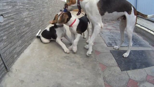 Щенки русской пегой гончей 2 месяца 20170617