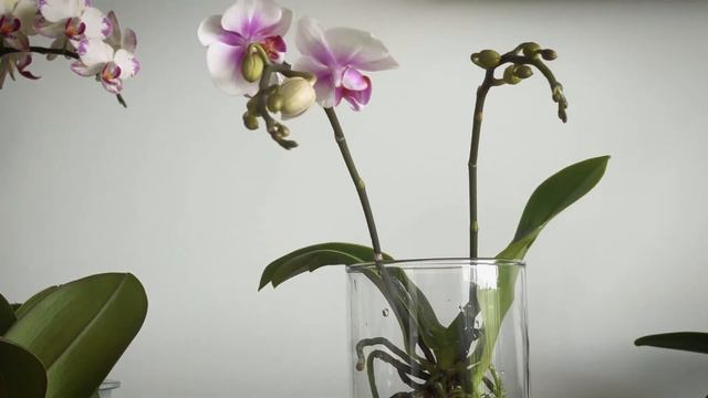 A Few New Orchids｜Phalaenopsis Orchid Haul смотреть онлайн