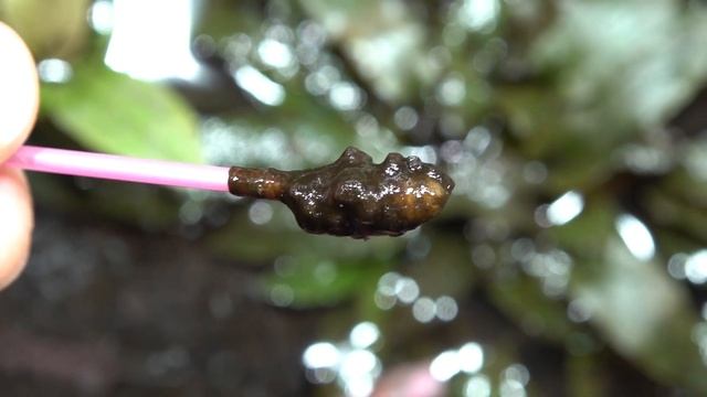 Болото.Водоросли в аквариуме с питательным грунтом ! смотреть онлайн