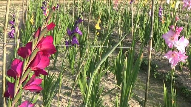Moulvibazar Flower Cultivation смотреть онлайн