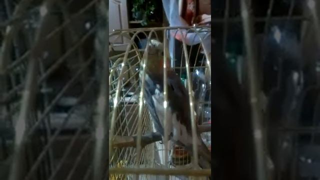 Корелла Ричик разговаривает смотреть онлайн