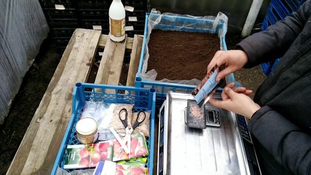 Посев высокорослых томатов для открытого грунта. Микадо Розовый и Жёлтый смотреть онлайн