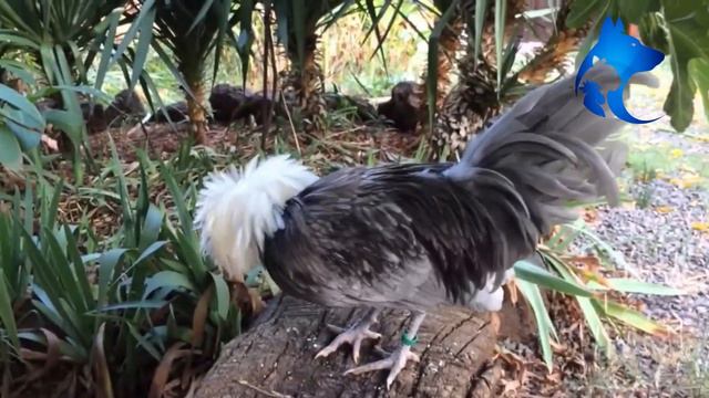 Galinha Polonesa смотреть онлайн