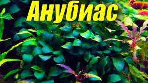 Аквариумное растение Анубиас [Содержание Уход Размножение]
