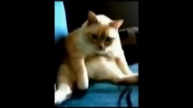 Кот икает и пукает.... смотреть онлайн