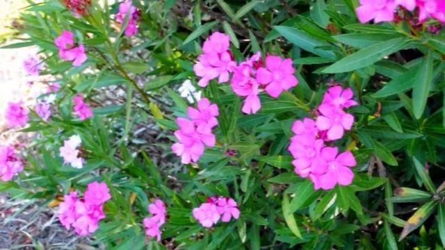#Plant Pink Oleander Shrubs* +Nerium Oleander+Pink Flower Bush+