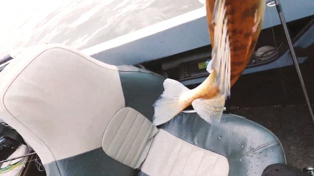 Обзор силиконовой приманки Kosadaka Manticora смотреть онлайн