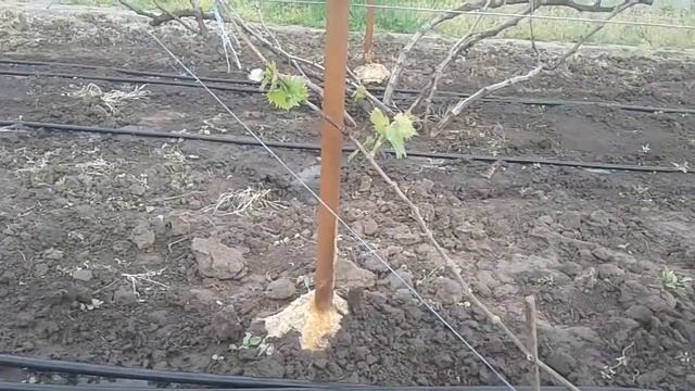 Формировка молодого куста винограда. Г. Ф. Руслан, однолетний куст винограда 2018 года. смотреть онлайн