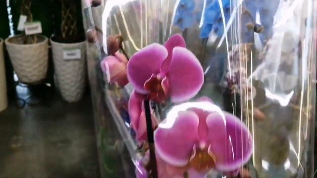 15.02.23г.Шикарный привоз орхидей в Леруа Юдино Моск. обл. смотреть онлайн