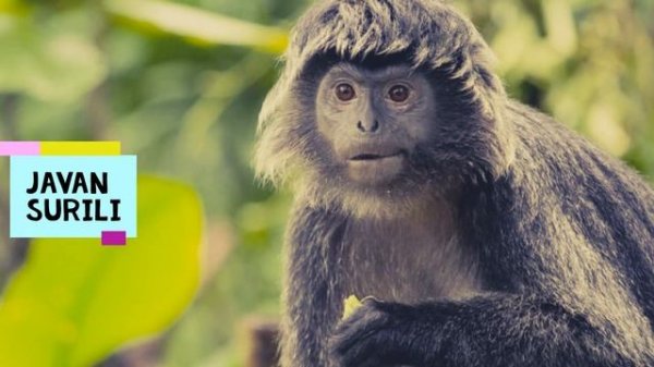 All Monkey Species in the world types of monkey baboon rare monkeys