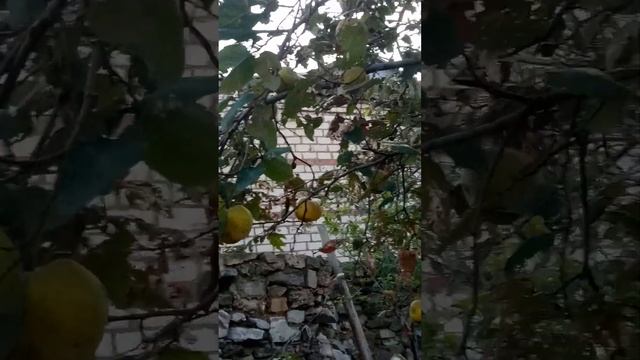 Плоды айвы.. смотреть онлайн