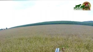 ЛУЧШИЕ ВЫСТРЕЛЫ. ЛУЧШИЕ МОМЕНТЫ. ОХОТА ПО ПЕРУ С РУССКИМ ОХОТНИЧЬИМ СПАНИЕЛЕМ. СЕЗОН 2020.