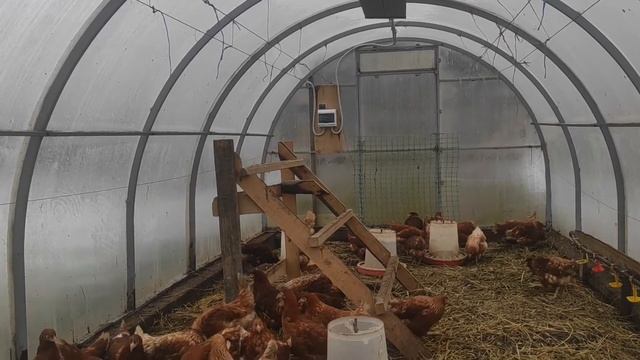 Содержание птицы зимой смотреть онлайн