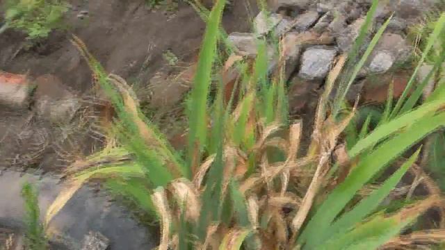 Дача поливаю розы ? формирую куст Тамариска Гребенщик ? цветение роз июль смотреть онлайн