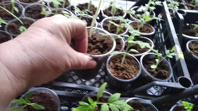 Як почуває себе розсада томату,, Бобкат,,після пикировки.@канал Вера Парасолька. смотреть онлайн