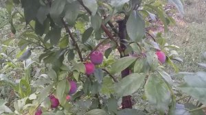 Новинка! Слива диплоидная Фортуна (plum Fortune). Обзор и дегустация
