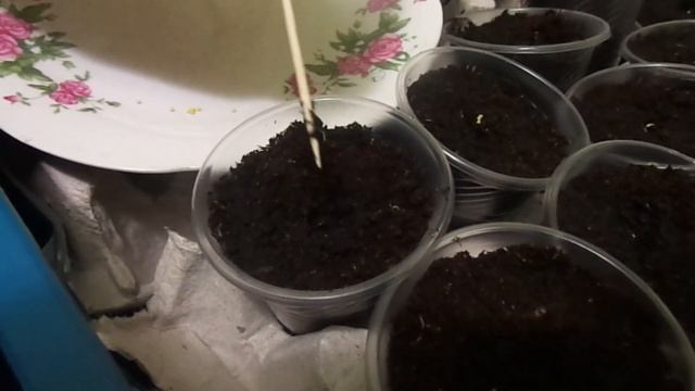 Мой посевной сезон отрыт.Сею очень модное растение-эустома или ирландская роза. смотреть онлайн