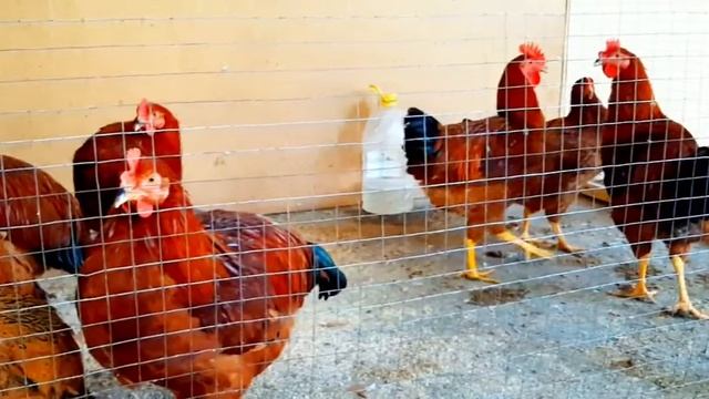 Брама светлая, кохинхин голубой чёрный, карейский бройлер, мраморный кохинхин+брама чёрный смотреть онлайн