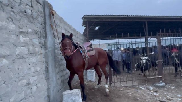 Аспбозор видео нав Аспҳои хуб аз Спитомен🇹🇯14 января 2024 г.