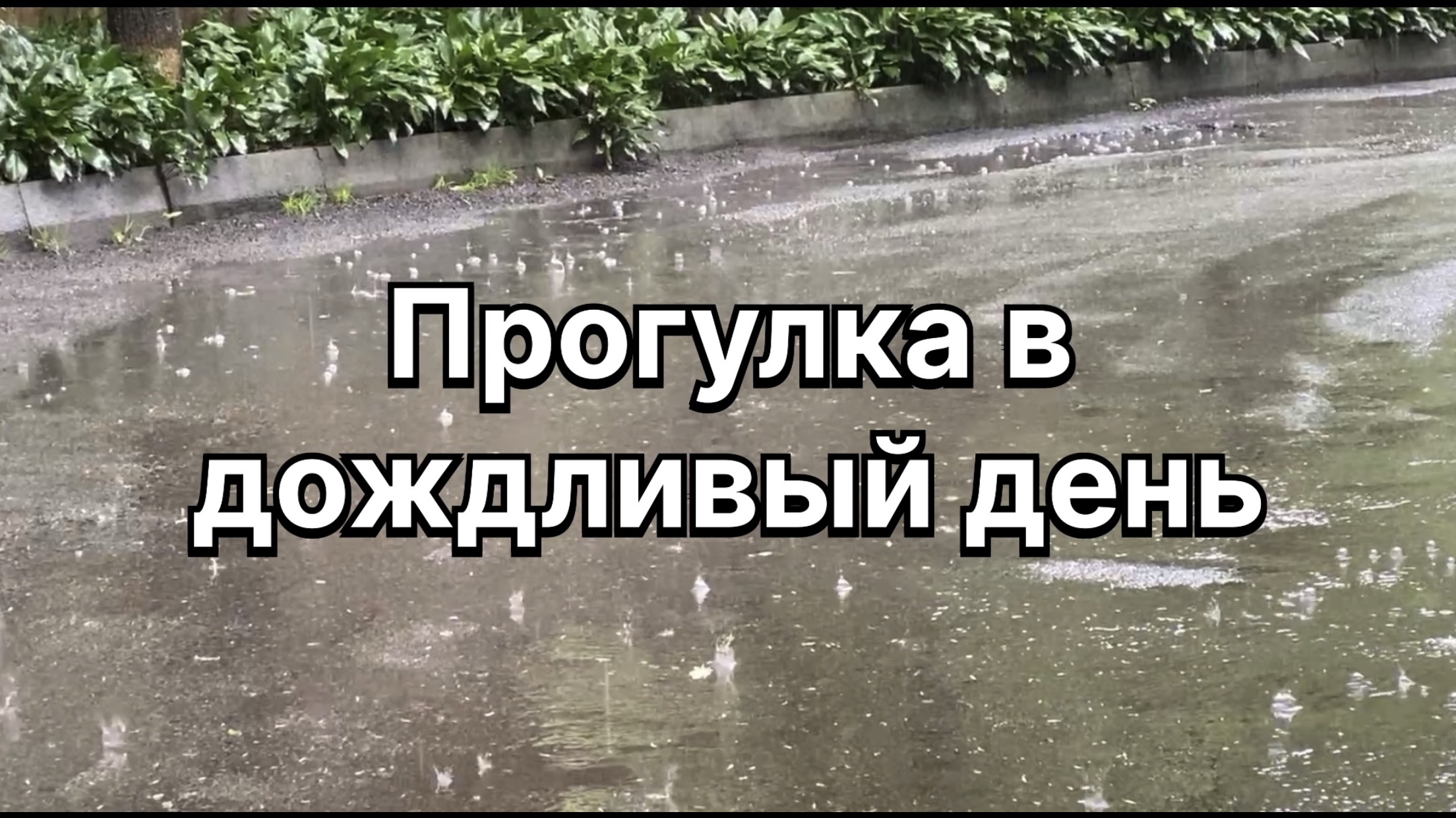 Дождевая прогулка за перепелиными яйцами. Сальмонеллез. У природы нет плохой погоды. 5 июля 2024 г. смотреть онлайн
