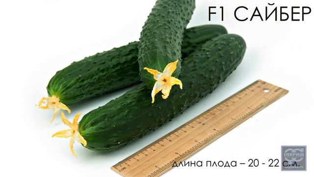 Огурец «Сайбер». Профессиональные семена Гавриш смотреть онлайн
