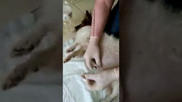 Дренирование брюшной полости у собаки смотреть онлайн