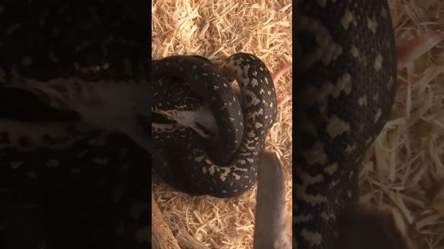 Feeding Goldie, the Diamond Python (Morelia spilota spilota) смотреть онлайн