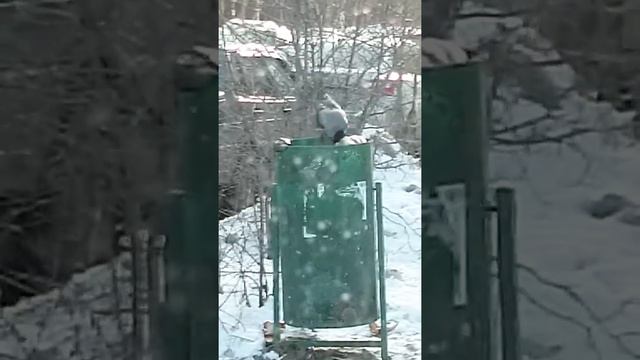 Ворона чистит урну. смотреть онлайн