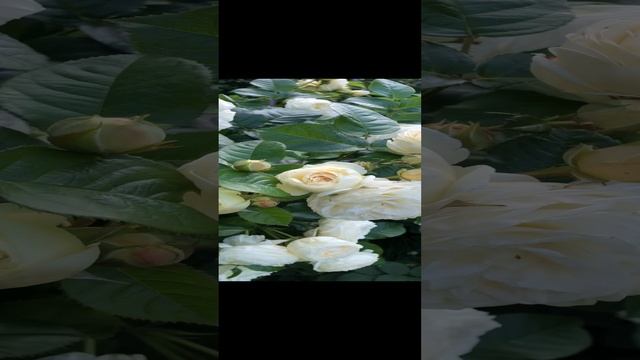 rutube.ru