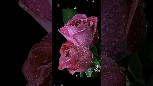 типичное видео из оДНОклассников..... с добрым утром инопришиленцы 4.0 смотреть онлайн