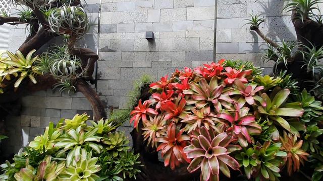 Decorating bromeliads and Tillandsia trees ..... September 19, 2020 смотреть онлайн