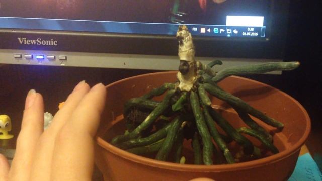 орхидея без листьев, с поврежденной точкой роста. часть 3 смотреть онлайн