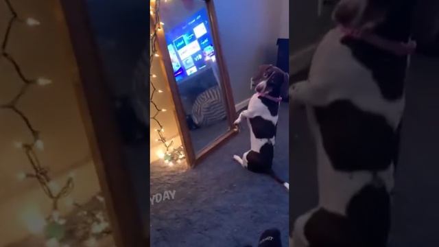 Приколы смотреть онлайн