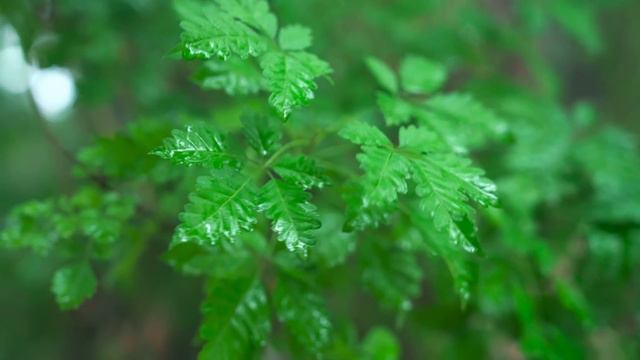 「一席一果」——芒果【滇西小哥】 смотреть онлайн