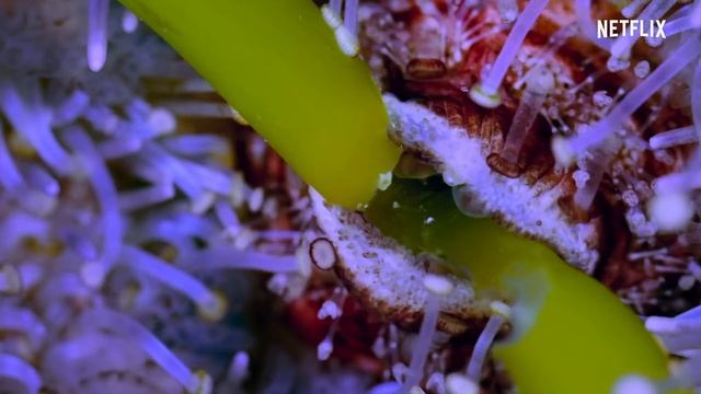 Our Planet | Coastal Seas | FULL EPISODE | Netflix смотреть онлайн