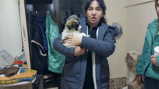 Пристройство. Беня домой поехал. Надеюсь, приживется. #беня смотреть онлайн
