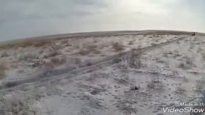 Охота на волка в степи